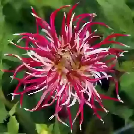 Hollyhill Spiderwoman